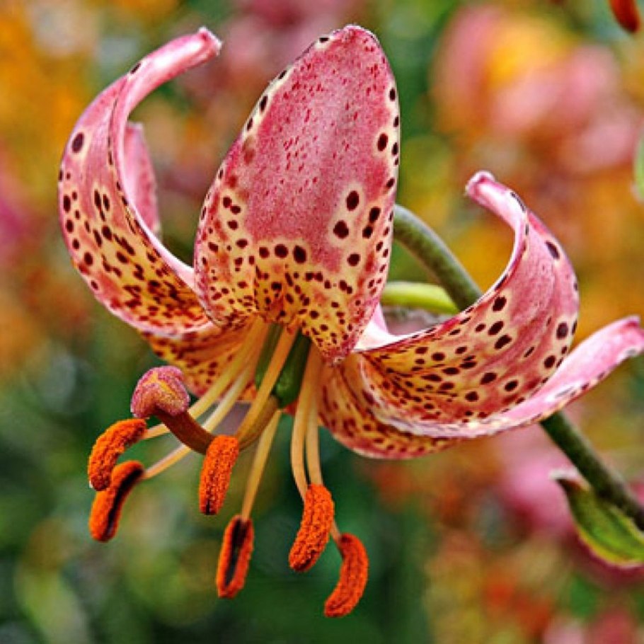 Мартагон Пинк морнинг