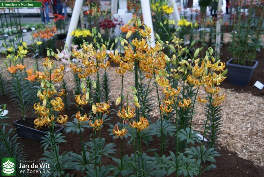 Лилия мартагон голден морнинг