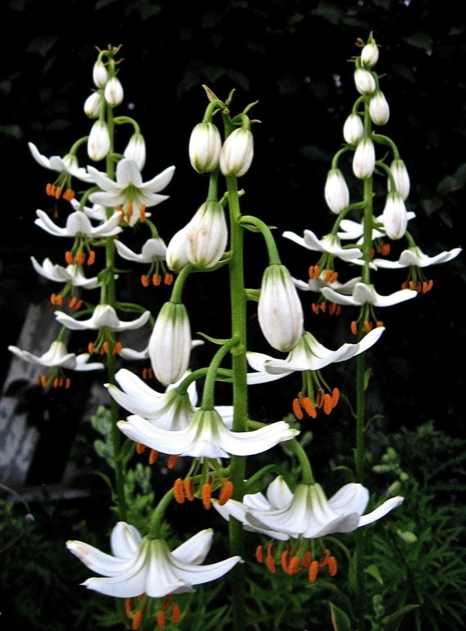 Лилия сноу морнинг