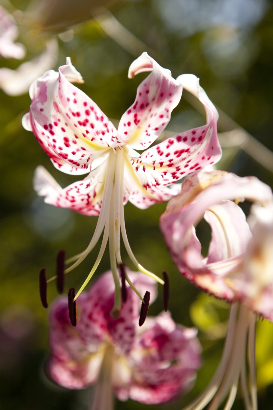 Lilium Manitoba morning Лилия Манитоба морнинг