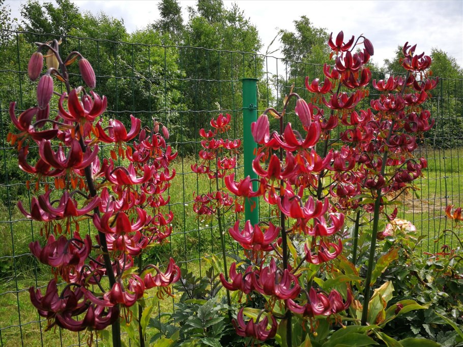 Мартагон Russian morning