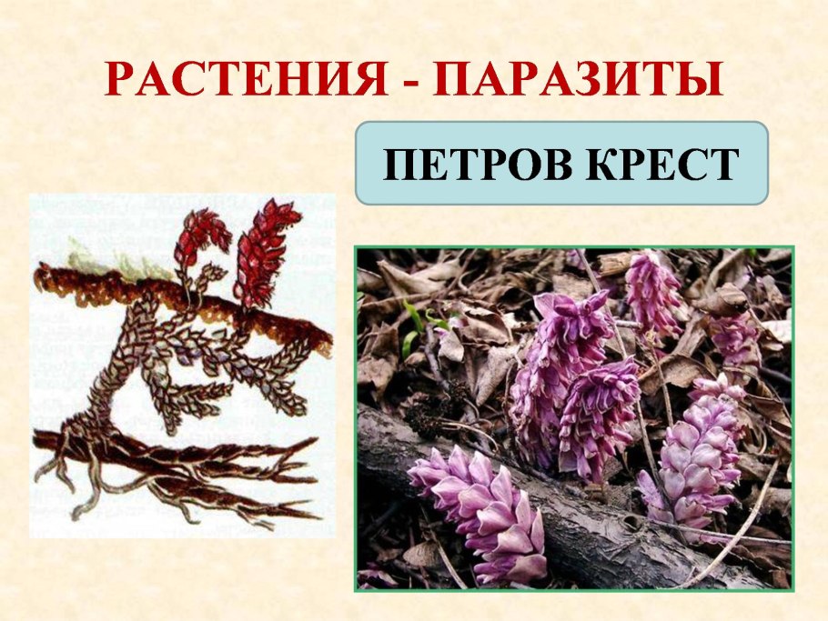 Самые красивые растения паразиты