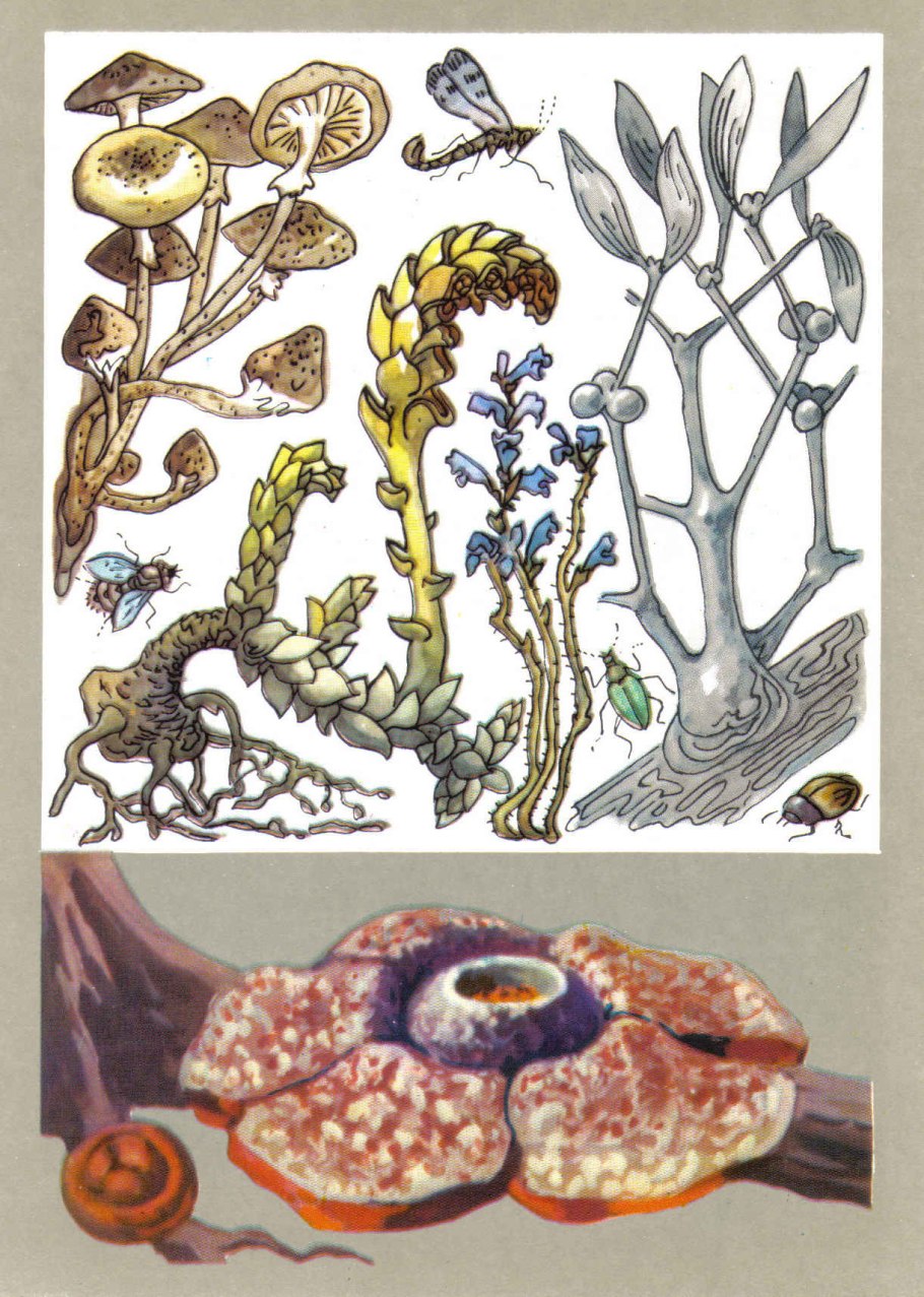 Заразиха (Orobanche