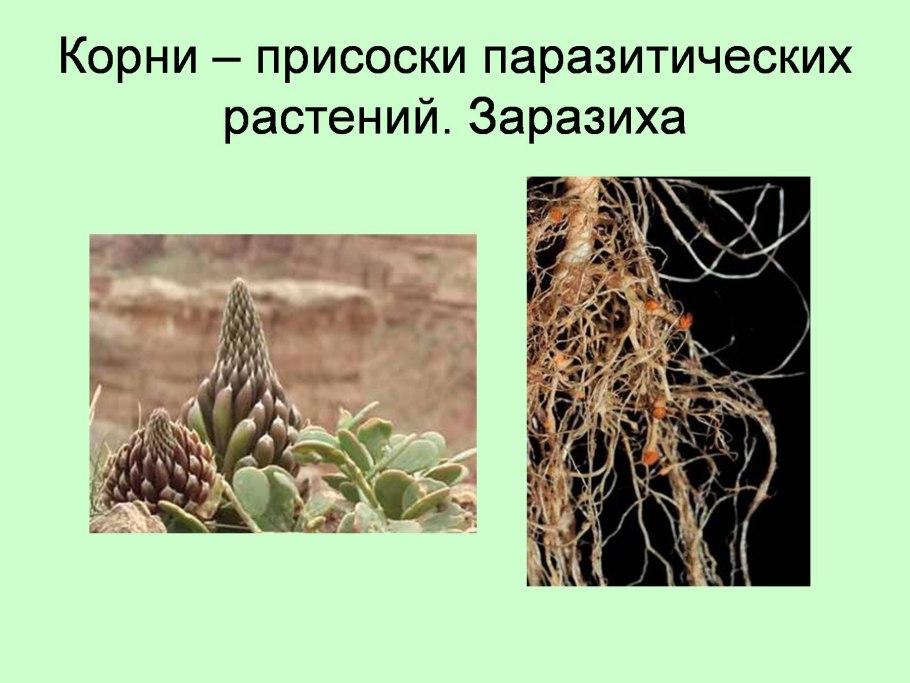 Повилика растение