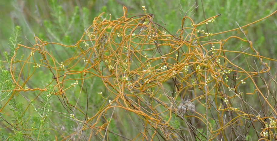 Cuscuta approximata