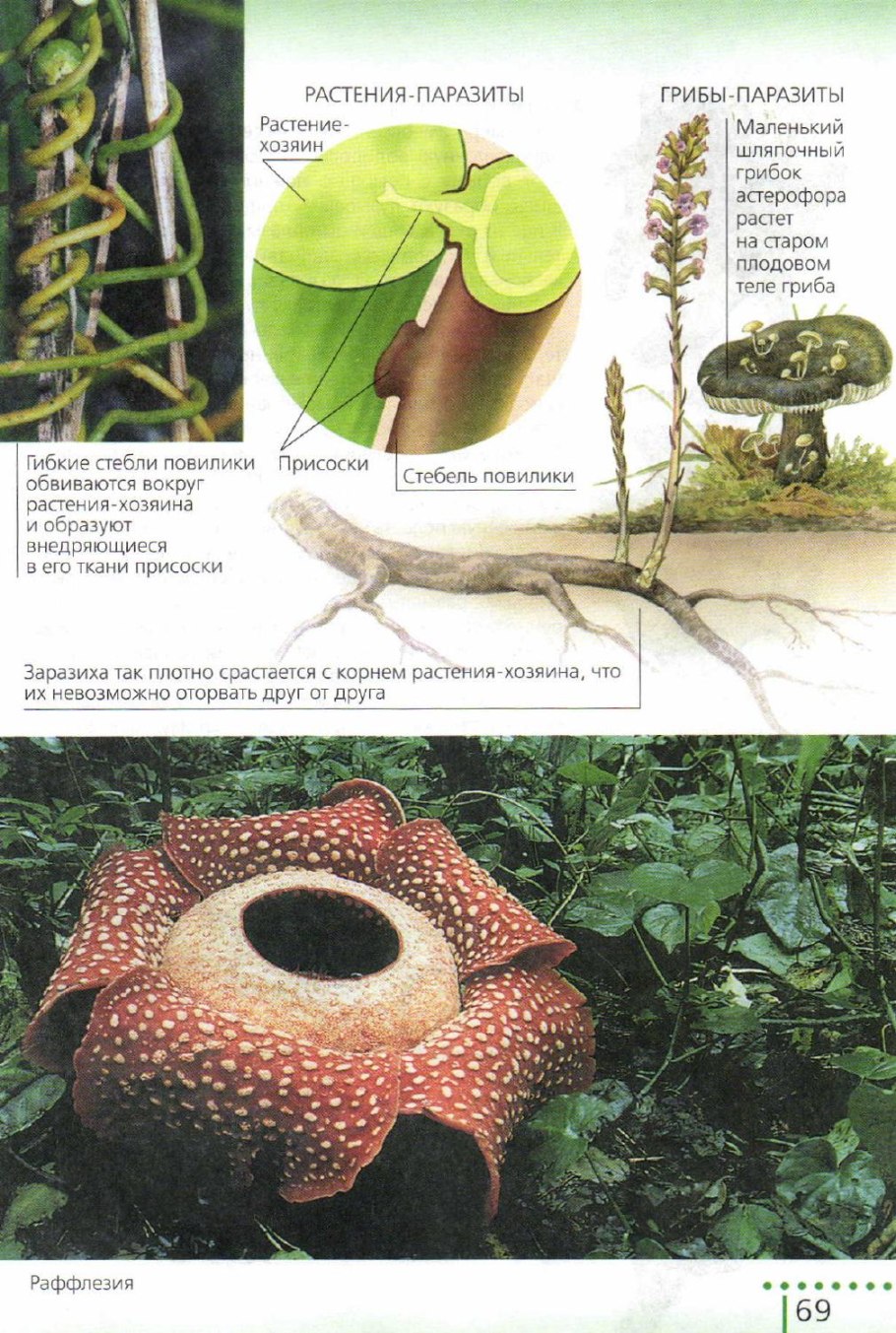 Повилика (Cuscuta)
