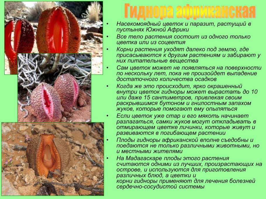 Галловая нематода на астильбе