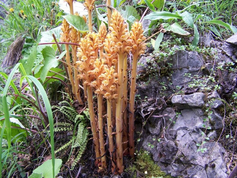Повилика Cuscuta SPP. Эстетика