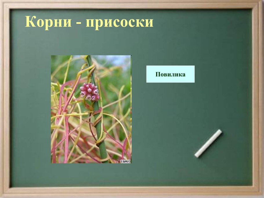 Голопопим в пять лет ню
