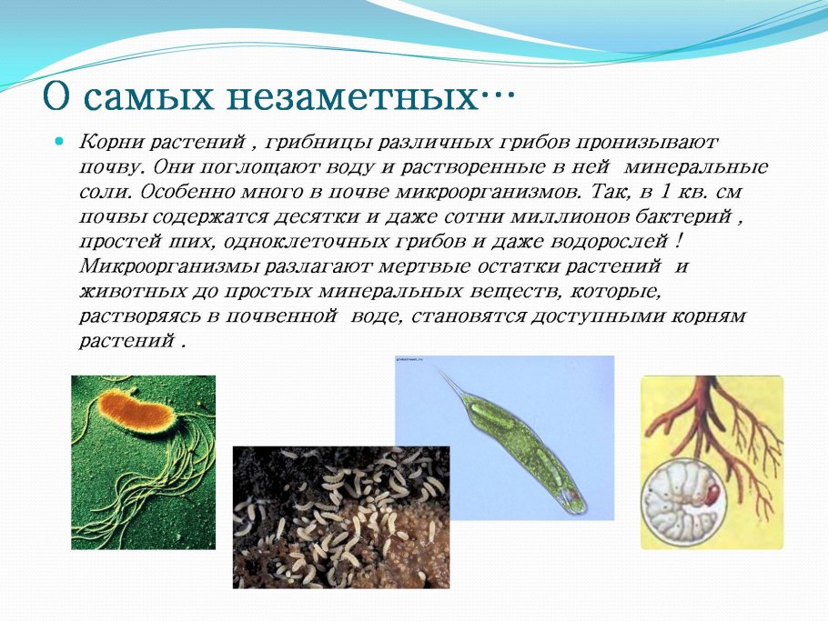 Золотистая цистообразующая нематода Globodera Rostochiensis