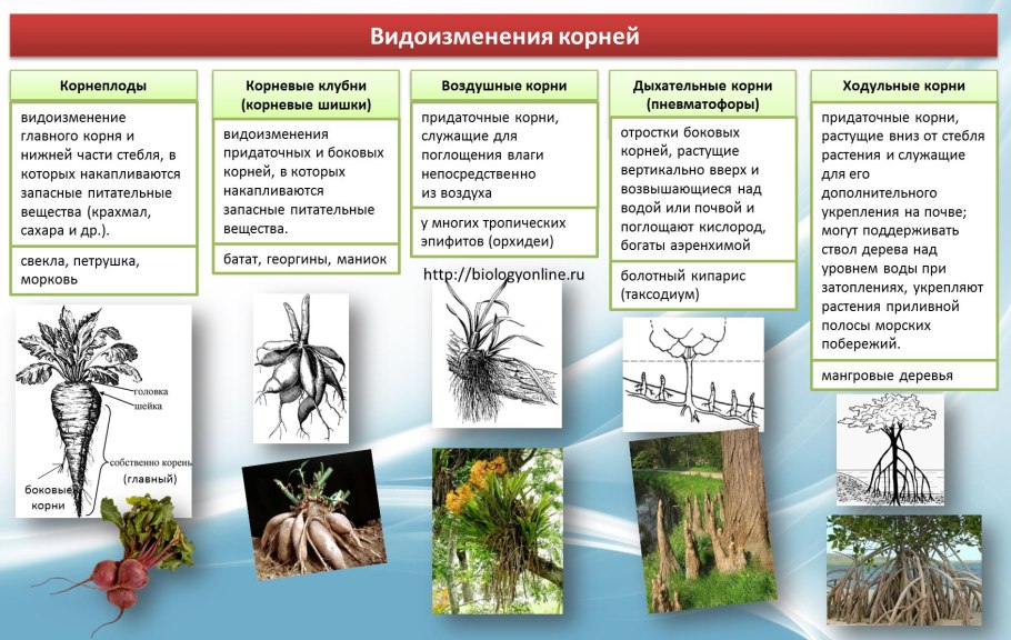 Лангсдорфия цветок вампир