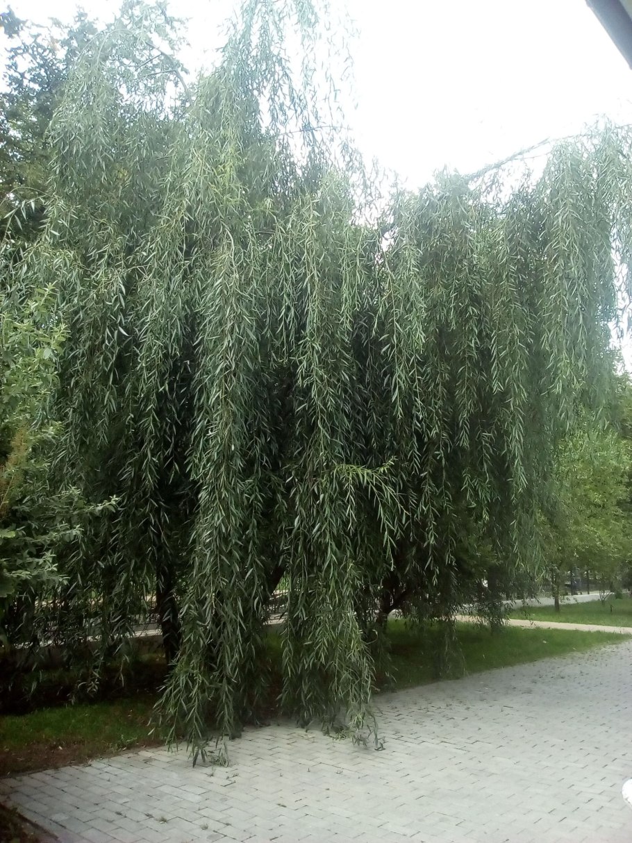 Ива гибридная памяти Миндовского