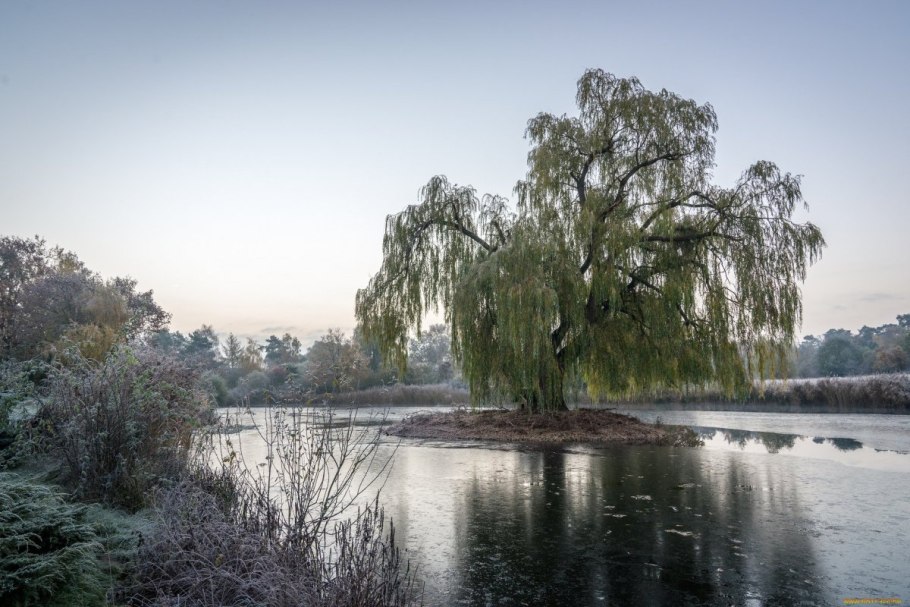 Ива белая плакучая Тристис