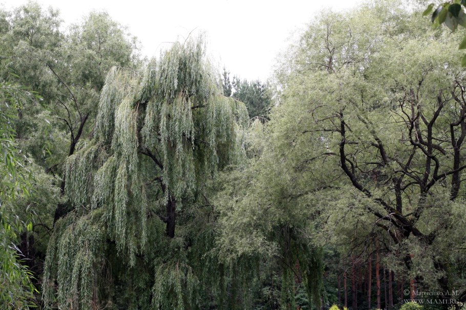 Ива белая (Salix Alba)