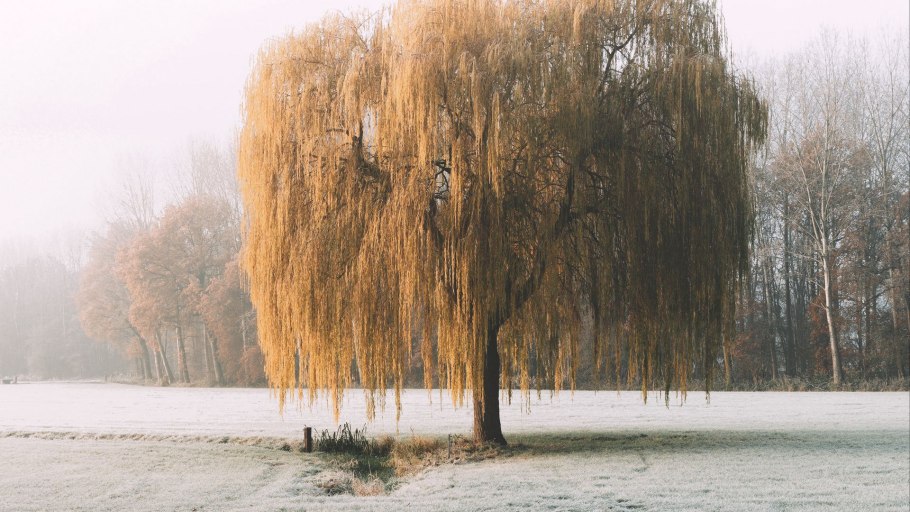 Ива гибрид Шабурова Свердловская плакучая
