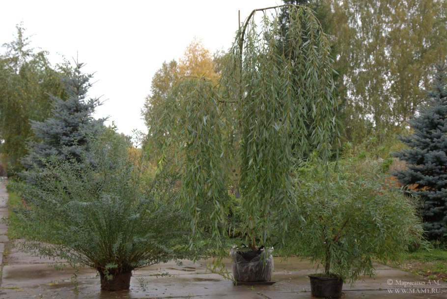 Ива плакучая декоративная карликовая