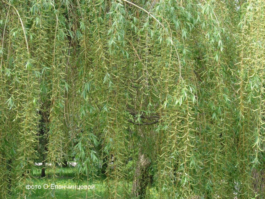 Ива Свердловская плакучая
