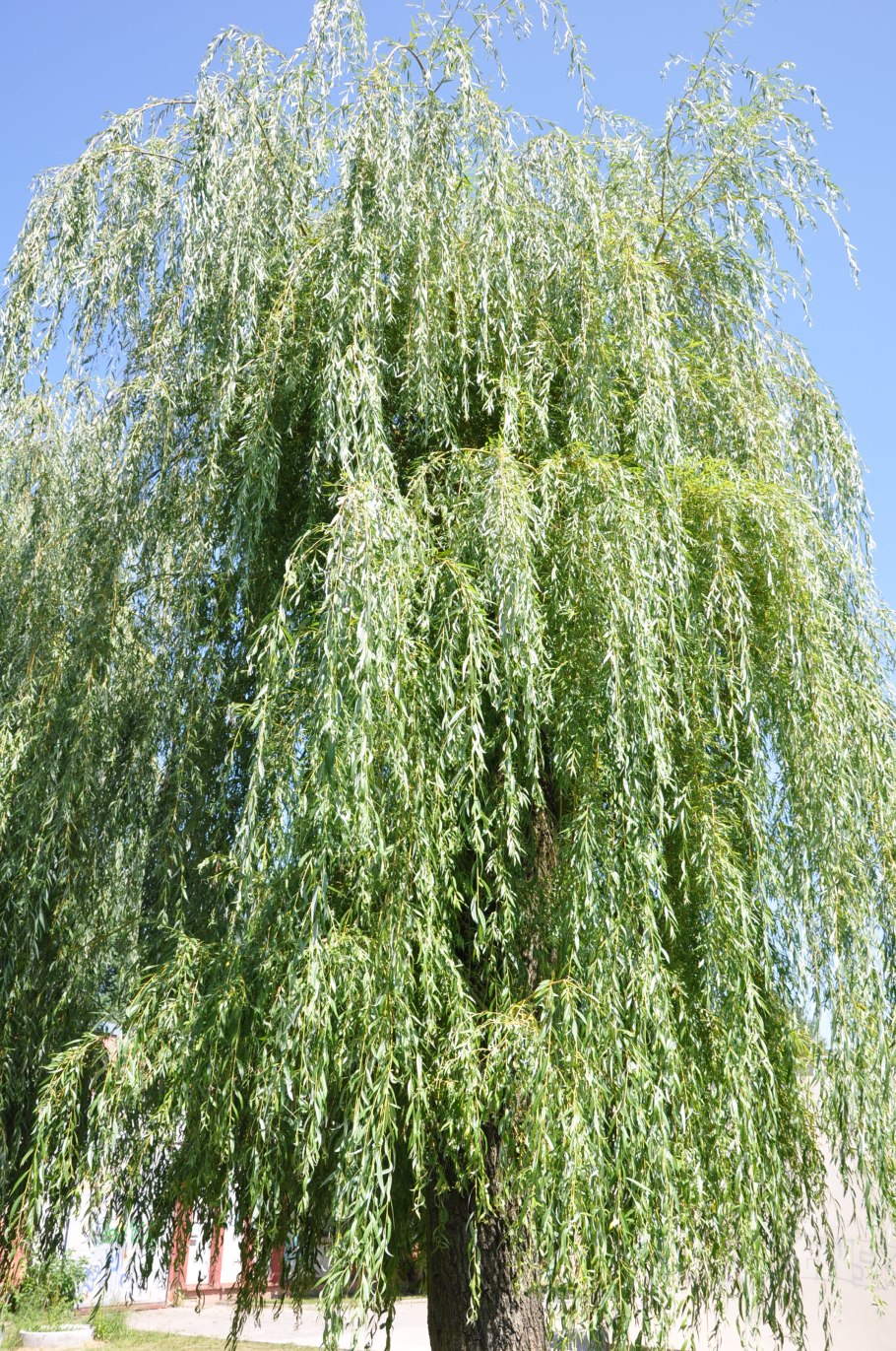 Ива Свердловская плакучая