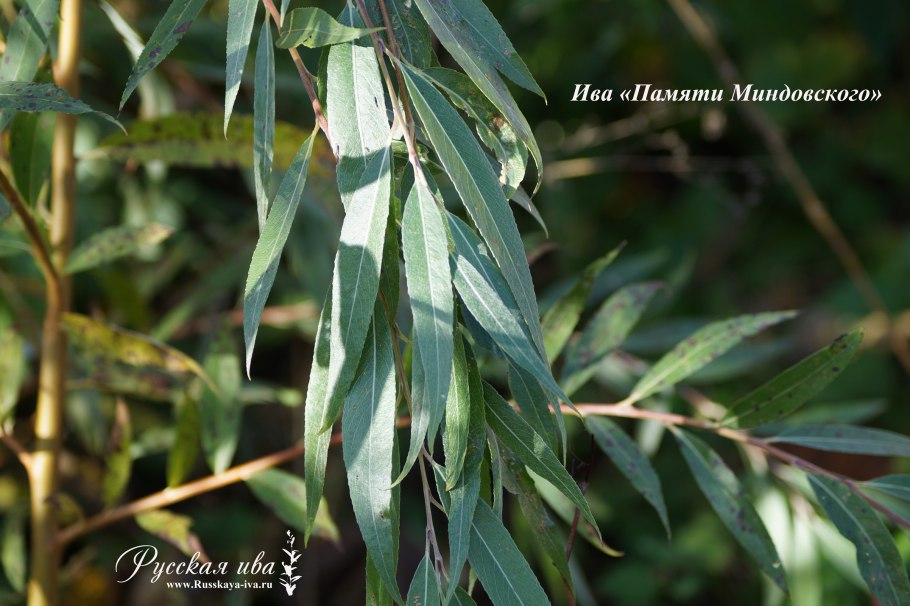 Ива Миндовского зимой