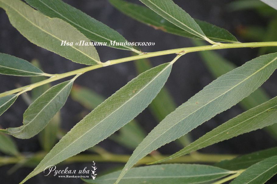 Ива Миндовского