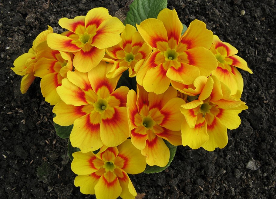 Примула обыкновенная Йеллоу