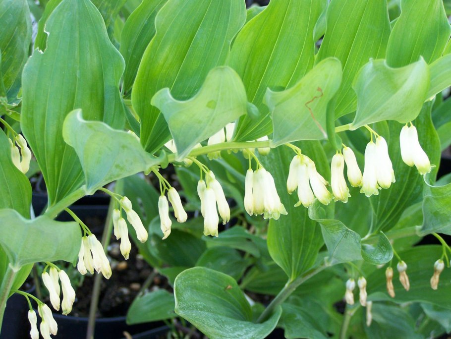 Монарда карликовая