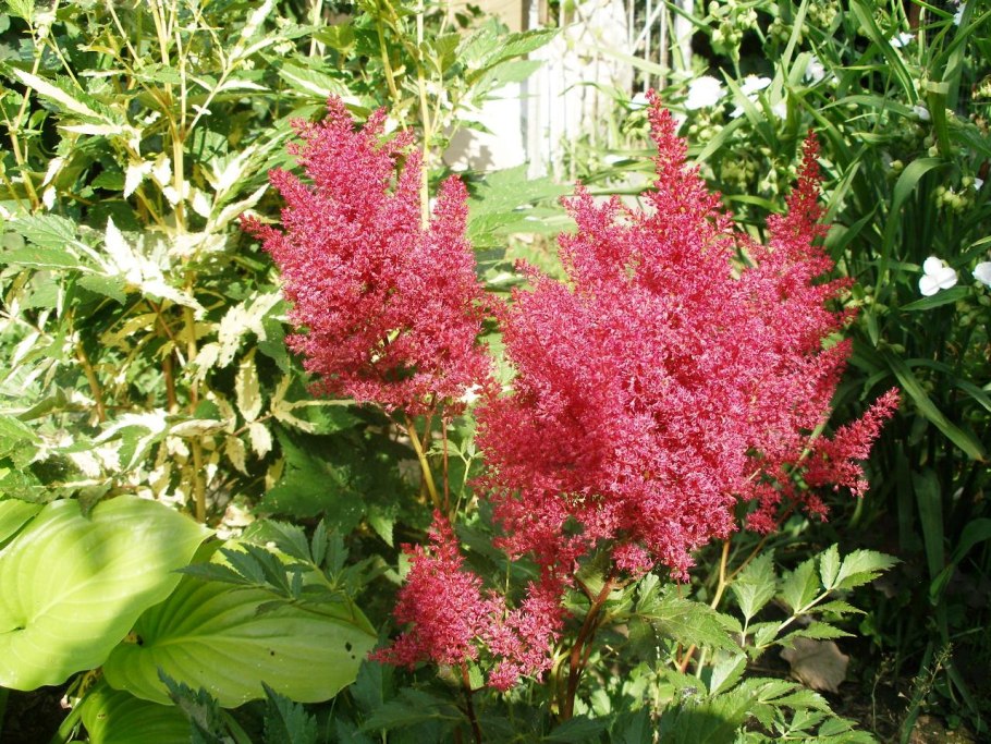 Колокольчик гарганский "Dickson's Gold"