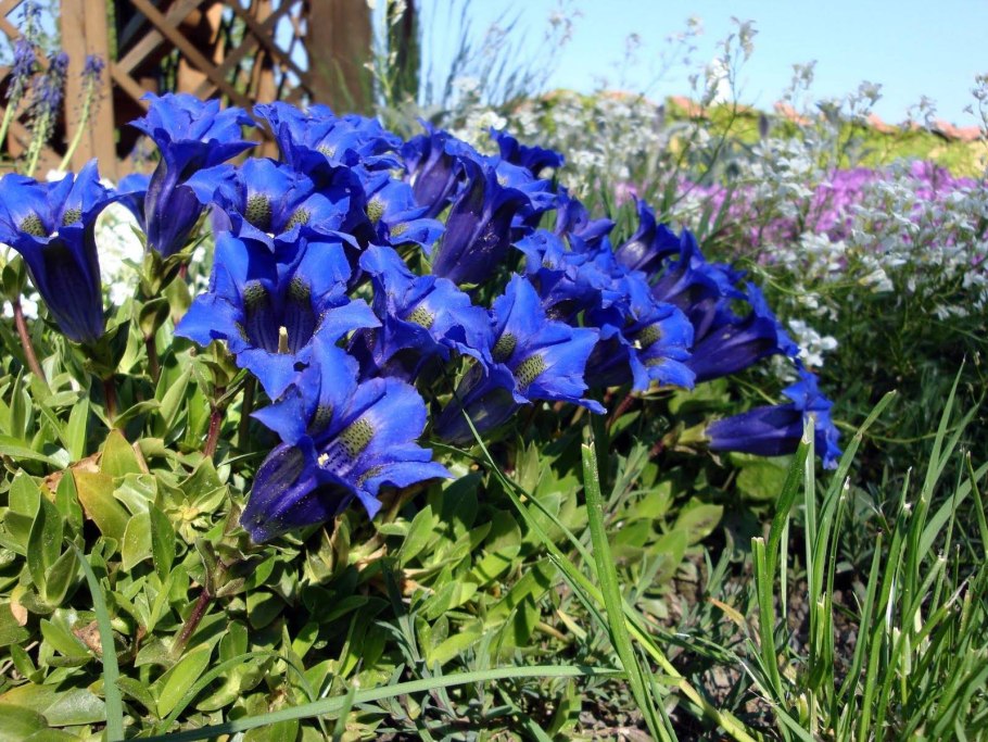 Книфофия Альказар