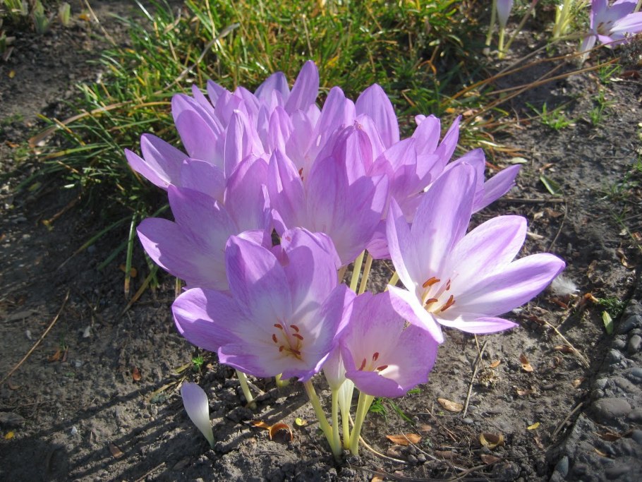 Астра низкорослая бордюрная