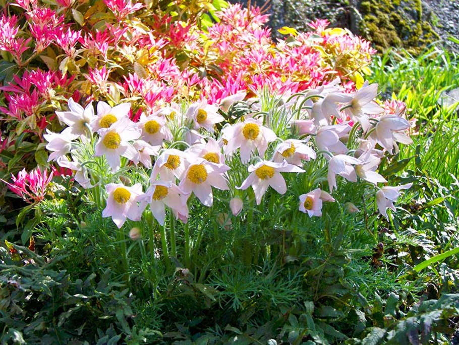 Примула Виаля мелкозубчатая