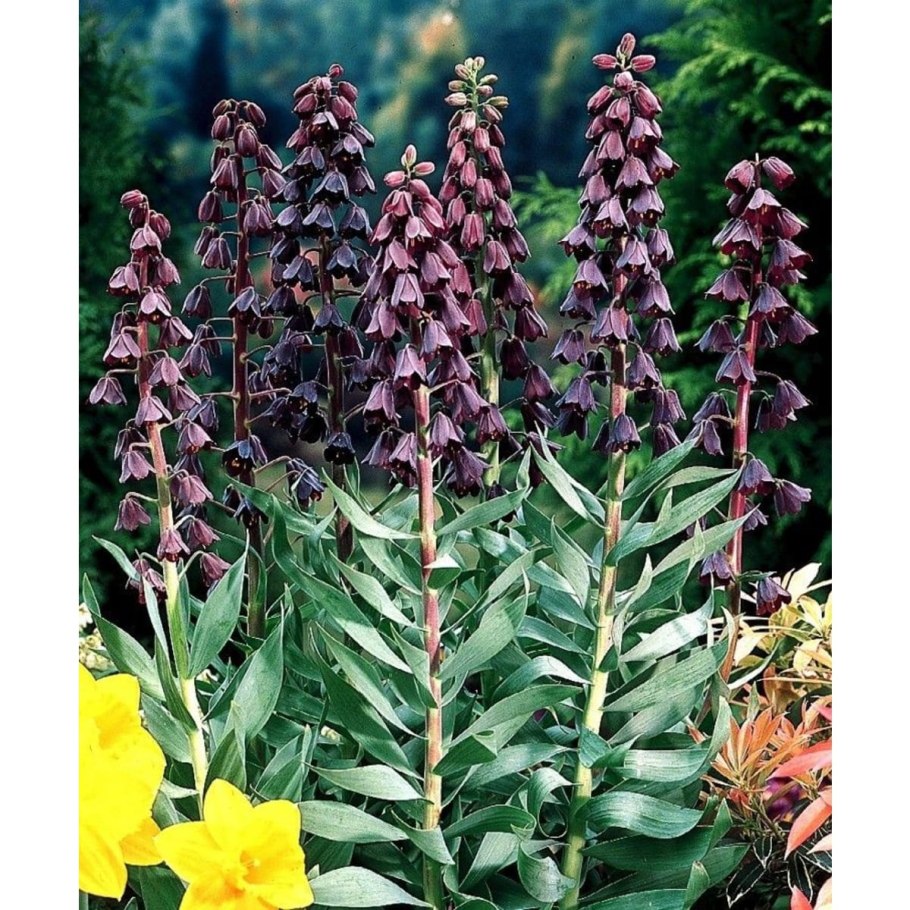 Примула мелкозубчатая Рубин