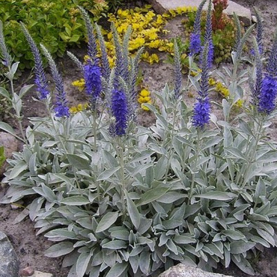 Лиатрис Флористан Виолетт