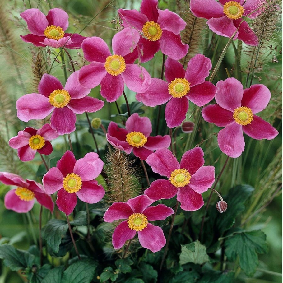 Горечавка Даурская Gentiana dahurica