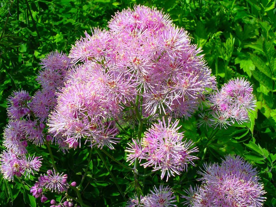 Лихнис корончатый atrosanguinea