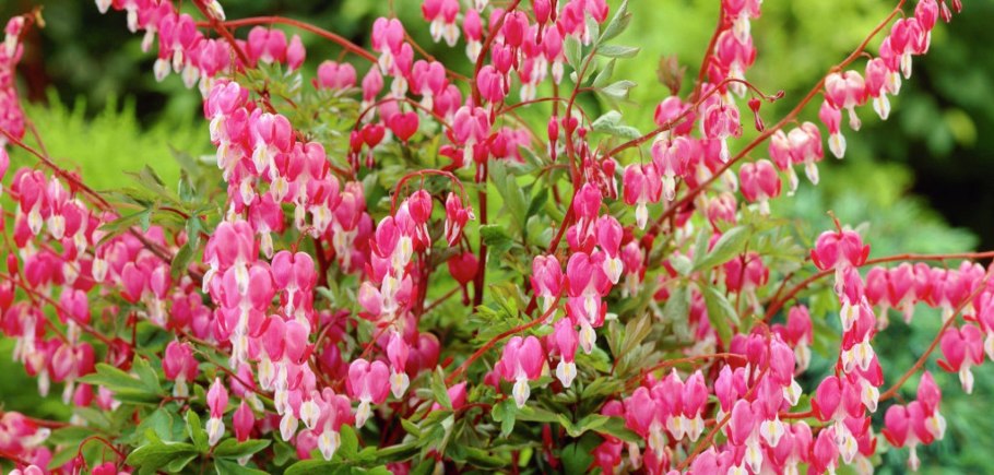 Горечавка бесстебельная