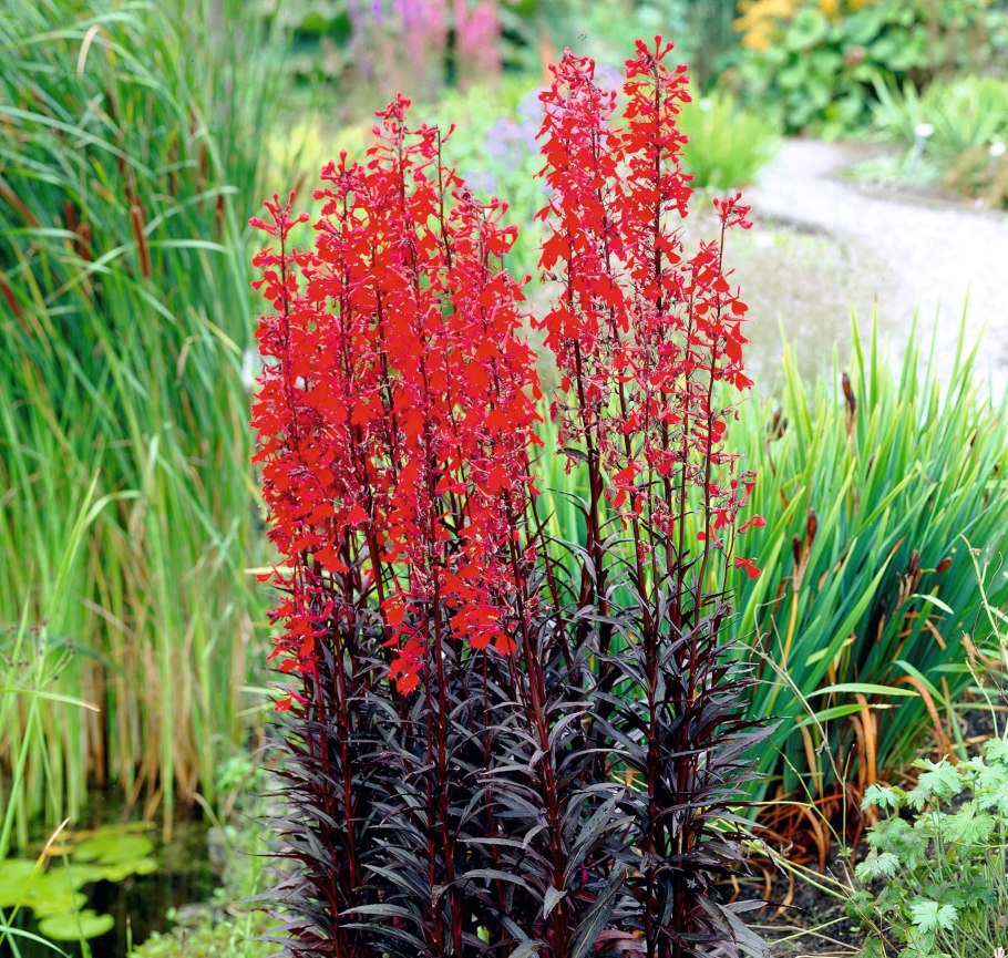 Очиток Видный (седум) бриллиант