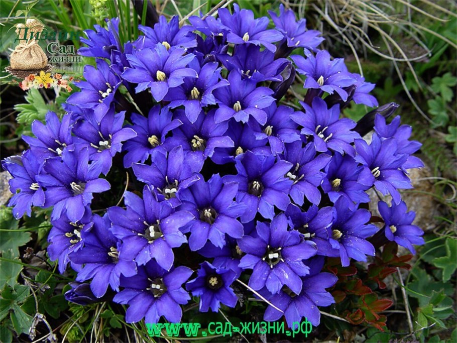 Колокольчик точечный черри Белз