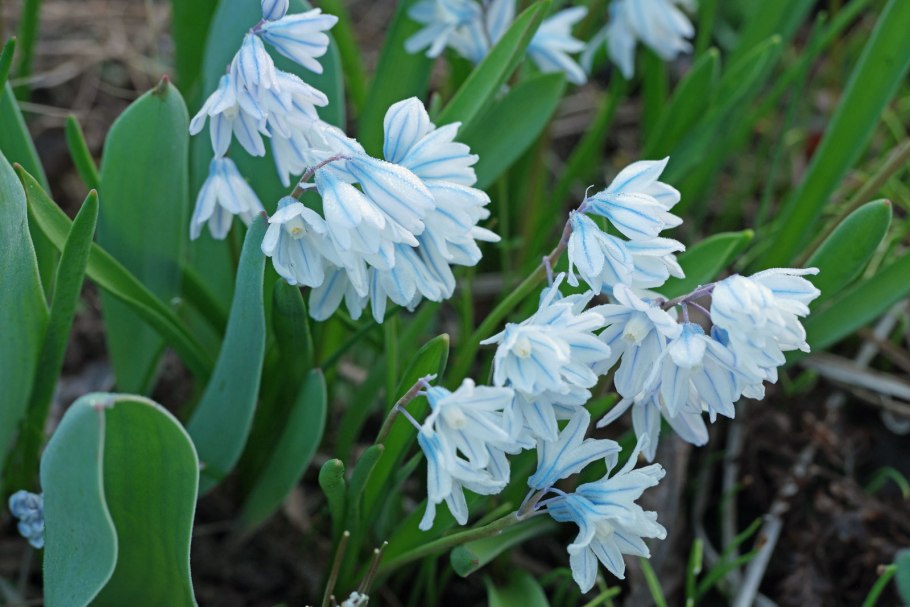 Клумба Флоксы астильба хризантемы