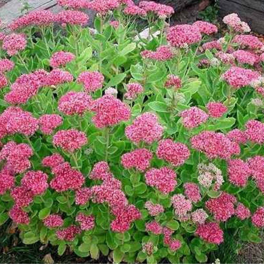 Очиток Видный autumn Joy