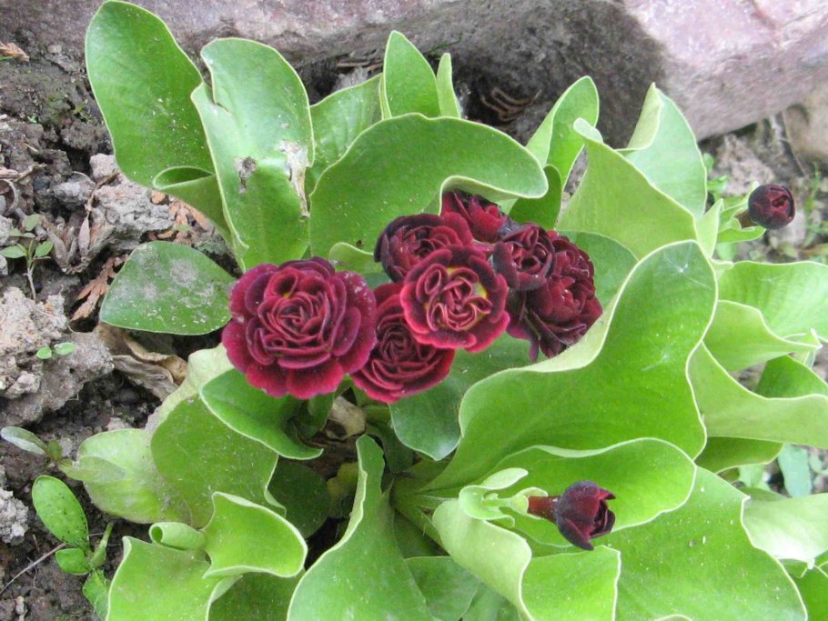 Пушкиния пролесковидная