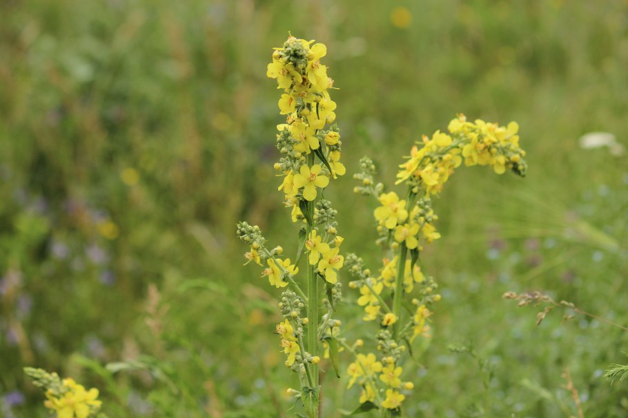 Живокость Полевая шпорник полевой или Сокирки
