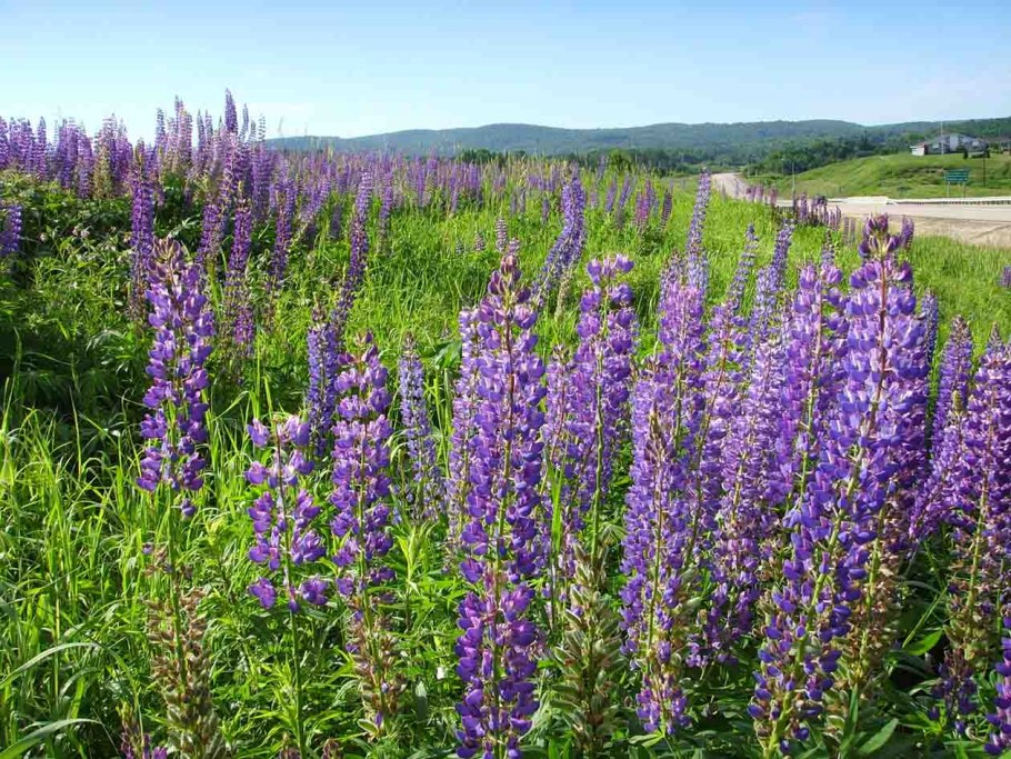 Дурнишник колючий трава