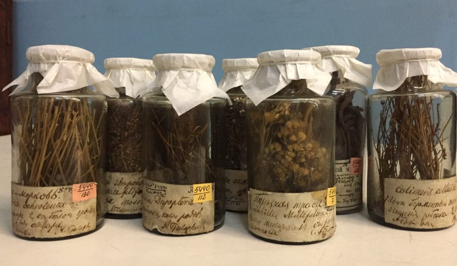 Травянистые растения семейства злаковых