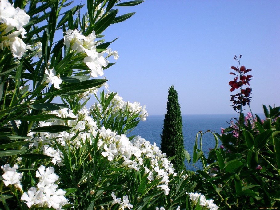 Багульник на сопках Дальний Восток