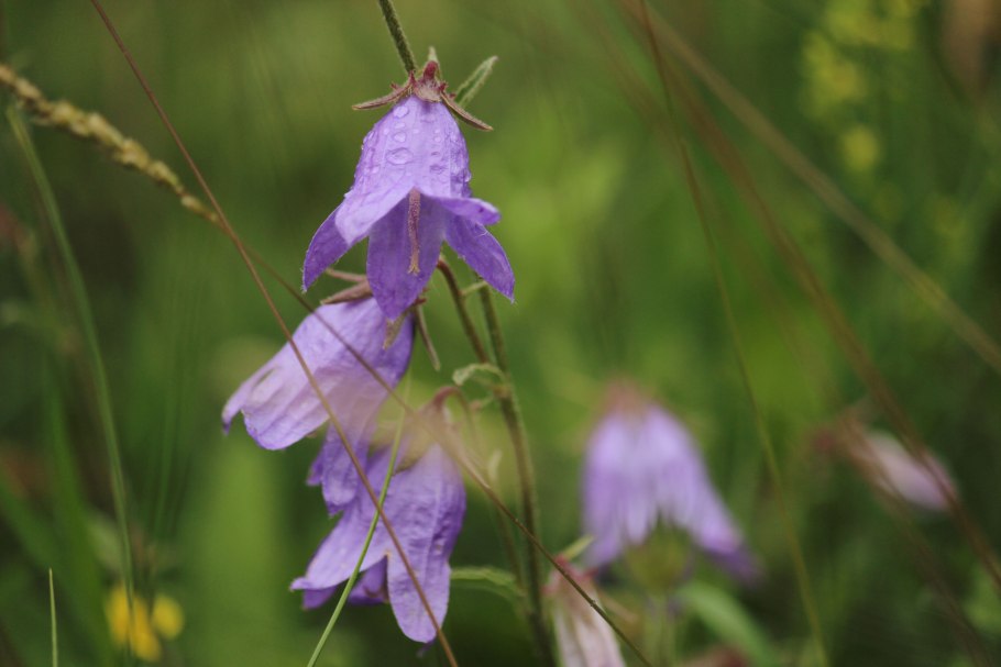 Мертензия Приморская