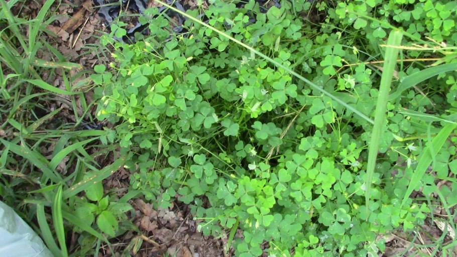 Розмарин и кинза