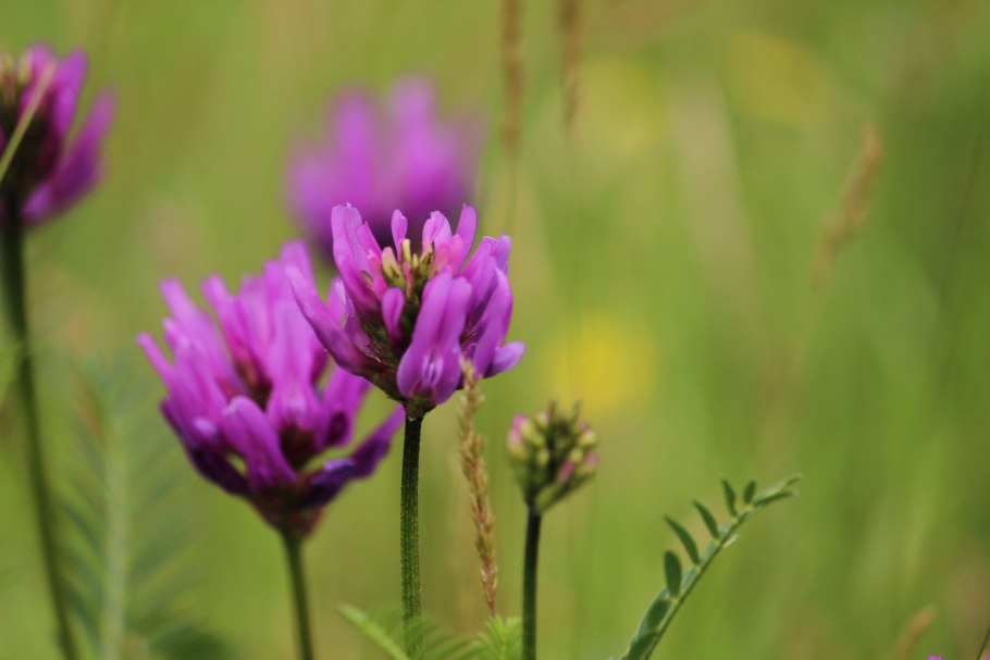 Гибискус Южный цветок