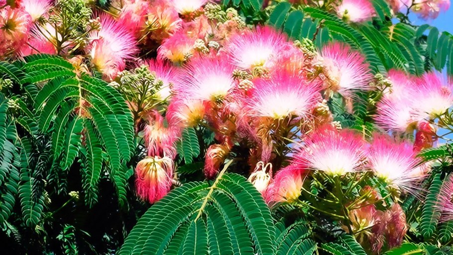 Розмарин петрушка и шалфей