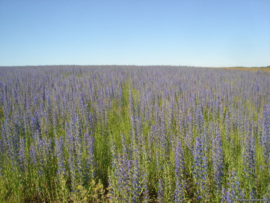 Медоносные растения Луга