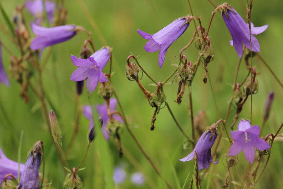 Щирица колосистая